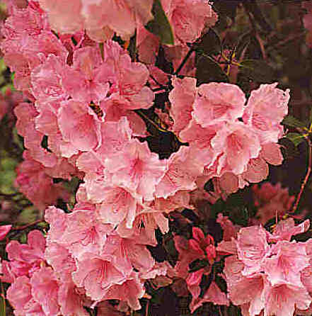 Azaleas - very popular garden flower