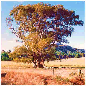 Australian gum tree alongside the Ovens Valley Highway - Bright - Victoria.