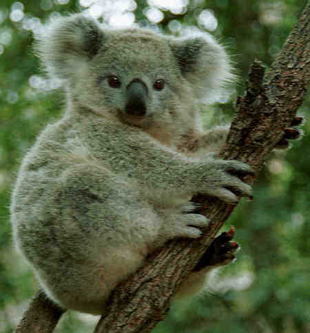 Are Koalas Bears