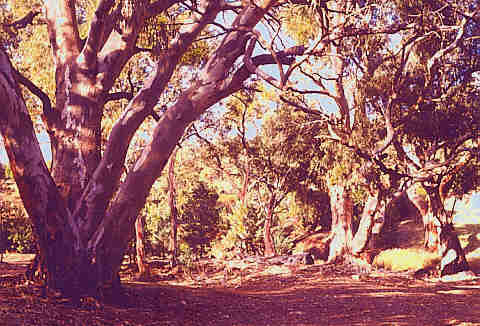 Flinders Ranges - South Australia - natural bush